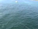 Juno Beach Pier Fishing Crew - 07220809