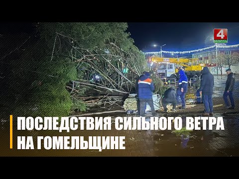 Увечары 16 снежня моцны вецер паваліў ёлку на Гомельшчыне видео