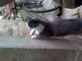 Satan, el Gatito Jugueton