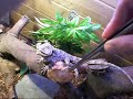 Frilled Dragon, Bad to the Bone
