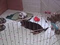 Shiloh Shepherd pup plays with kitten - B