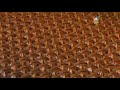 olympics-opening2-divx