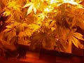 Hydro nft 250 Hydro nft 250