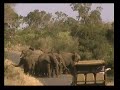 Elephant behaviour Elephant behaviour