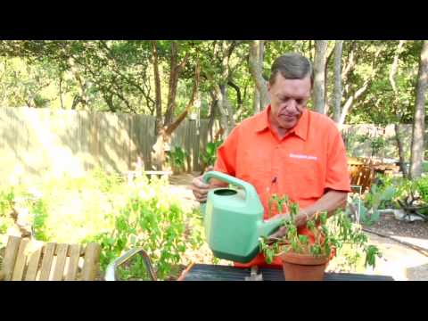 how to care potted plants