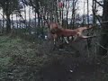 American   staffordshire   terrier  - The KONG movie