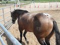 Join Up Dundee �talon appaloosa