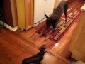 doberman scared of floor won't leave his magic carpet