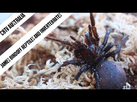 YouTube reptile video