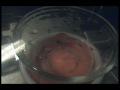 how to boil water into ice
