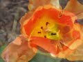 \"Tulipmania\" - Breathtaking tulips in my neighborhood, NYC
