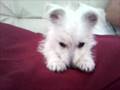 Westie barking