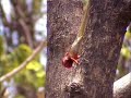 Lizard Of Melghat video by Shirishkumar Patil Lizard Of Melghat video by Shirishkumar Patil