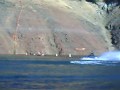 VINCENT\