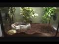 videos de Pet update