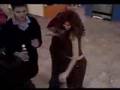 Pelea de Jolette vs. Puerkidia 