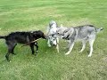 Saarloos Wolfhunde