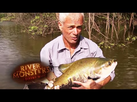An Unexpected Catch | TAMBAQUI | River Monsters