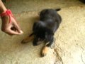 ghatkesar dog