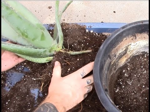how to transplant aloe vera cutting