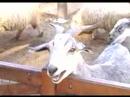 Buenos Aires Zoo - Goat