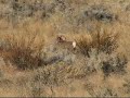 bighorn ram bighorn ram