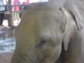 בית היתומים לפילים בפינוולה, סרי לנקה Sri Lanka's most famous elephant orphanage; home to retired, abused or orphaned. אי שם בלב האי סרי לקנה פועל בית יתומים לפילים. מדובר בחווה הבנויה כספארי. רוב...