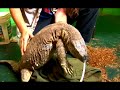 All About Reptiles: Black Throat Monitors : About Black Throat Monitors