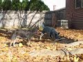 Cooper comes for a vsit.wmv
