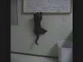 cat fights laser