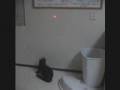 cat fights laser 