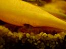 Cherax Zebra Nachwuchs
