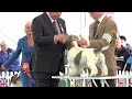 Windsor 2012 - Best in Show
