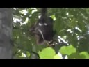 Orang utan at Danau Girang Orang utan at Danau Girang