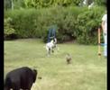 Eine Chance f�r Spot!