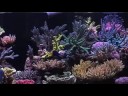 OP7 FA VF.mov