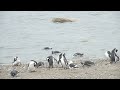 Penguins in the Seno Otway, part2