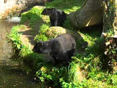 Spectacled+Bear