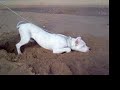 chaska-del-bagual-jugando-en-la-playa.html