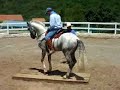 Horse-