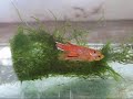 orange aurtale killi fish