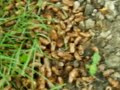 Cicadas during the summer in Park Ridge, IL