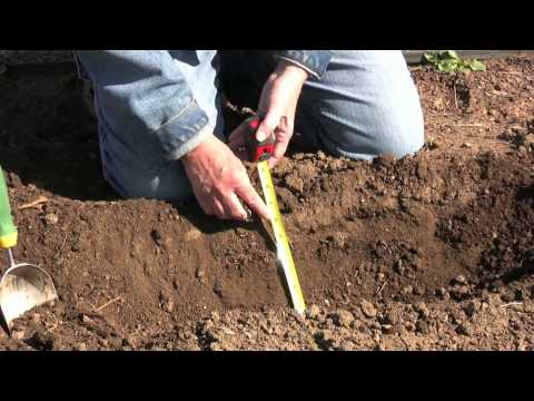 how to harvest asparagus video