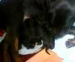pt2 my rottie an her pups