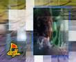 videos de mahmud karimi