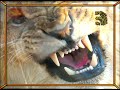 Sri Lankan Lion Hearts (2) - Lions Roars from North East
