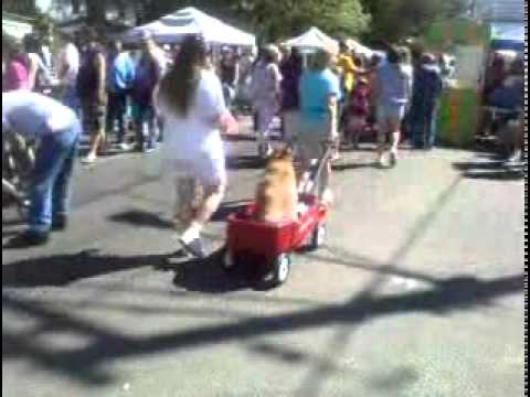 Dog_in Cart.mov