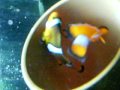 Clownfish laying eggs.AVI