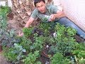#1 Way to Save Money by Growing your Own Food at Home