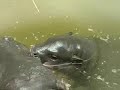 Baby Pygmy Hippo - Paris Zoo